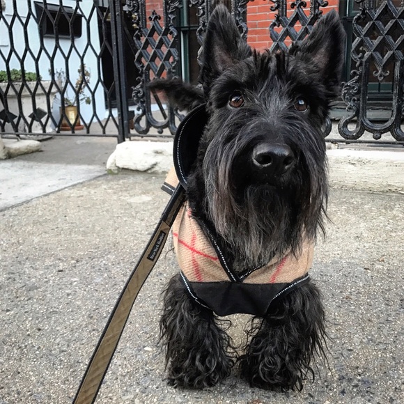 Meet your Posher, Robert - Picture 3 of 3